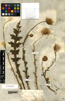Type of Carduus vivariensis Jordan [family ASTERACEAE]