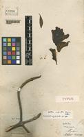 Isotype of Spathodea campanulata Beauv. [family BIGNONIACEAE]
