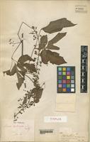 Type of Serjania leptocarpa Radlk. [family SAPINDACEAE]