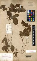 Type of Serjania tenuis Radlk. [family SAPINDACEAE]