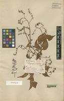 Type of Serjania piscatoria Radlk. [family SAPINDACEAE]