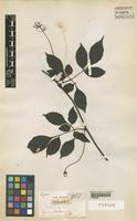 Type of Serjania pedicellaris Radlkofer [family SAPINDACEAE]