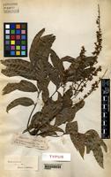 Type of Sapindus cerasinus Benth. [family SAPINDACEAE]