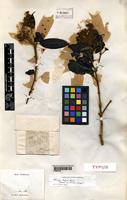 Isotype of Miconia fragilis Naud. [family MELASTOMATACEAE]