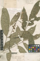 Type of Aphania sphaerococca Radlk. [family SAPINDACEAE]