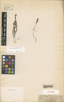 Euphrasia micrantha Rchb. [family SCROPHULARIACEAE]