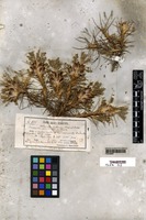 Astragalus parnassi Boiss. [family LEGUMINOSAE]