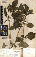 Type of Gomphrena boliviana Moq. [family AMARANTHACEAE]