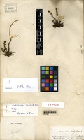 Type of Beta nana Boiss. & Heldr. [family CHENOPODIACEAE]
