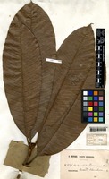 Type of Melanochyla beccariana Oliv. [family ANACARDIACEAE]