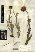 Carduus nigrescens Jordan [family ASTERACEAE]