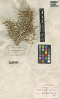 Syntype of Astragalus gombo Coss. et Durieu [family LEGUMINOSAE-PAPILIONOIDEAE]