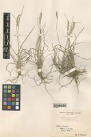 Type of Dactylis glomerata L. f. intermedia Pamp. [family GRAMINEAE]