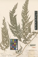 Type of Rumohra simulans Ching [family DRYOPTERIDACEAE]