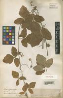 Type of Serjania grammatophora Radlk. [family SAPINDACEAE]