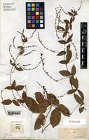 Type of Serjania tenuis Radlk. [family SAPINDACEAE]