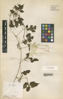 Type of Serjania macrococca Radlk. [family SAPINDACEAE]