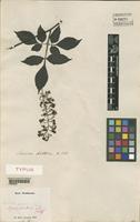 Type of Serjania pedicellaris Radlkofer [family SAPINDACEAE]
