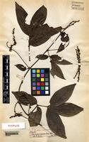Type of Paullinia interrupta Benth. [family SAPINDACEAE]