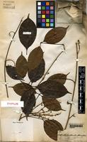 Type of Castanella paullinioides Spruce [family SAPINDACEAE]