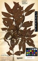 Type of Ratonia spruceana [family SAPINDACEAE]