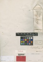 Holotype of Guioa pteropoda Radlk. [family SAPINDACEAE]