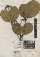 Type of Mussaendopsis beccariana Baill. [family RUBIACEAE]