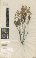 Isolectotype of Cyanostegia lanceolata Turcz. [family VERBENACEAE]
