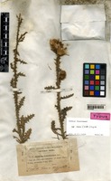 Isotype of Carduus nigrescens Vill. subsp. assoi Willk. [family ASTERACEAE]