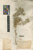 Type of Atractylis phazaniae n. sp. Corti [family COMPOSITAE]