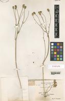 Type of Ranunculus cyclocarpus Pamp. [family RANUNCULACEAE]