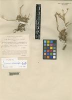 Type of Limonium subrotundifolium (Bég. et Vacc.) Brullo var. subrotundifolia Bég. et Vacc. [family PLUMBAGINACEAE]