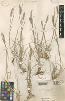 Type of Dactylis glomerata L. f. intermedia Pamp. [family GRAMINEAE]