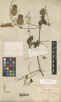 Type of Serjania leptocarpa Radlk. [family SAPINDACEAE]
