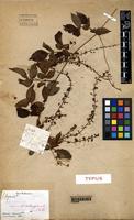 Type of Serjania stenopterygia Radlk. [family SAPINDACEAE]