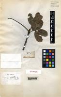Type of Cupania rigida Radlk. [family SAPINDACEAE]