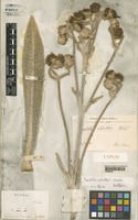 Isotype of Espeletia schultzii Wedd. [family COMPOSITAE]