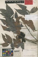 Holotype of Guioa rigidiuscula Radlk. [family SAPINDACEAE]