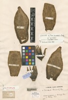 Lectotype of Musa borneensis Becc. var. borneensis [family MUSACEAE]