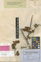 Isotype of Harpullia angustifolia Radlk. [family SAPINDACEAE]