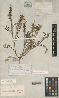 Isolectotype of Astragalus algarbiensis Bunge [family LEGUMINOSAE]