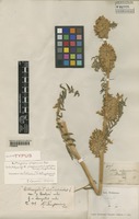 Isolectotype of Astragalus alopecuroides L. f. elongatus Pamp. [family LEGUMINOSAE]