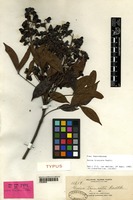 Isotype of Guioa truncata Radlk. [family SAPINDACEAE]