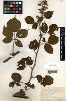 Type of Rubus scabripes Genev. [family ROSACEAE]