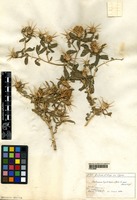 Filed as Centaurea hyalolepis x calcitrapa Sint. et Rigo [family ASTERACEAE]