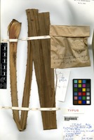 Holotype of Pandanus ambiobtusus St. John [family PANDANACEAE]