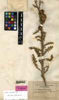 Isotype of Carduus nigrescens Vill. subsp. assoi Willk. [family ASTERACEAE]