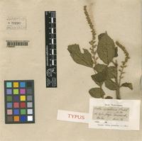 Type of Croton sylvaticus Hochst. [family EUPHORBIACEAE]