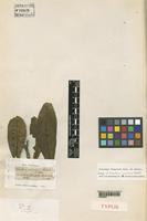 Type of Voacanga thouarsii Roem et Schult. [family APOCYNACEAE]