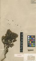 Type of Phylica paniculata Will. [family RHAMNACEAE]